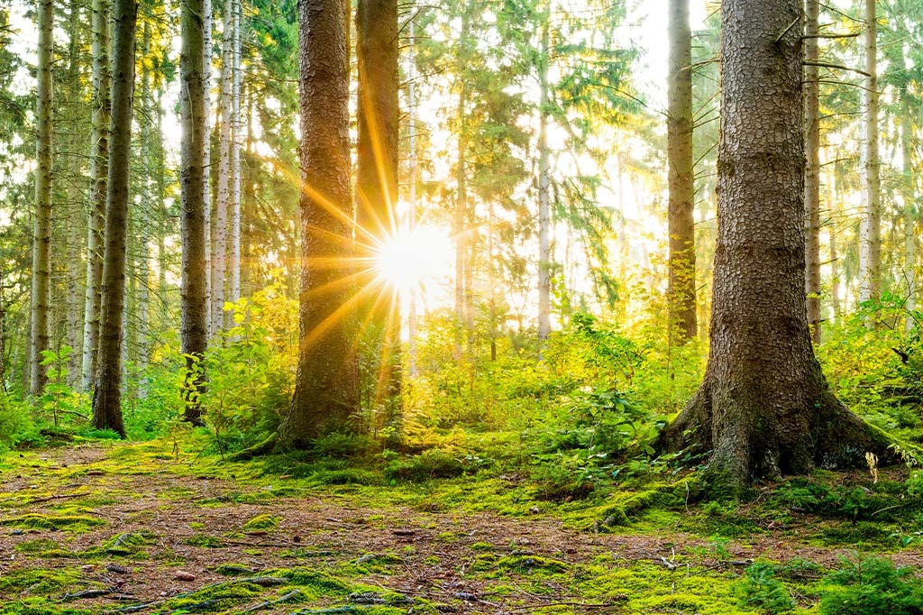 La Certificazione FSC® - The mark of responsible forestry